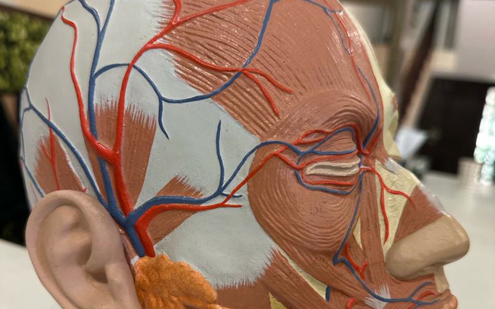 Clinical photograph showing aesthetic medicine training
